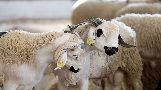 وزارة الفلاحة توصي مربي المواشي بالوقاية من الأمراض المنقولة عبر الحشرات