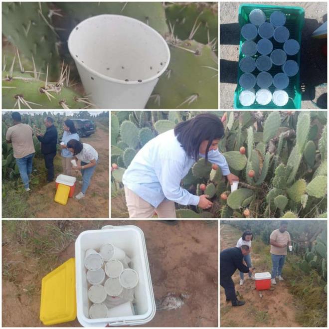 القصرين: عملية بيولوجية جديدة لمكافحة الحشرة القرمزية بزلفان من معتمدية فوسانة