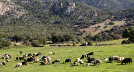 Le ministère de l’Agriculture appelle les éleveurs à la vigilance face aux maladies animales liées à la chaleur et à l’humidité