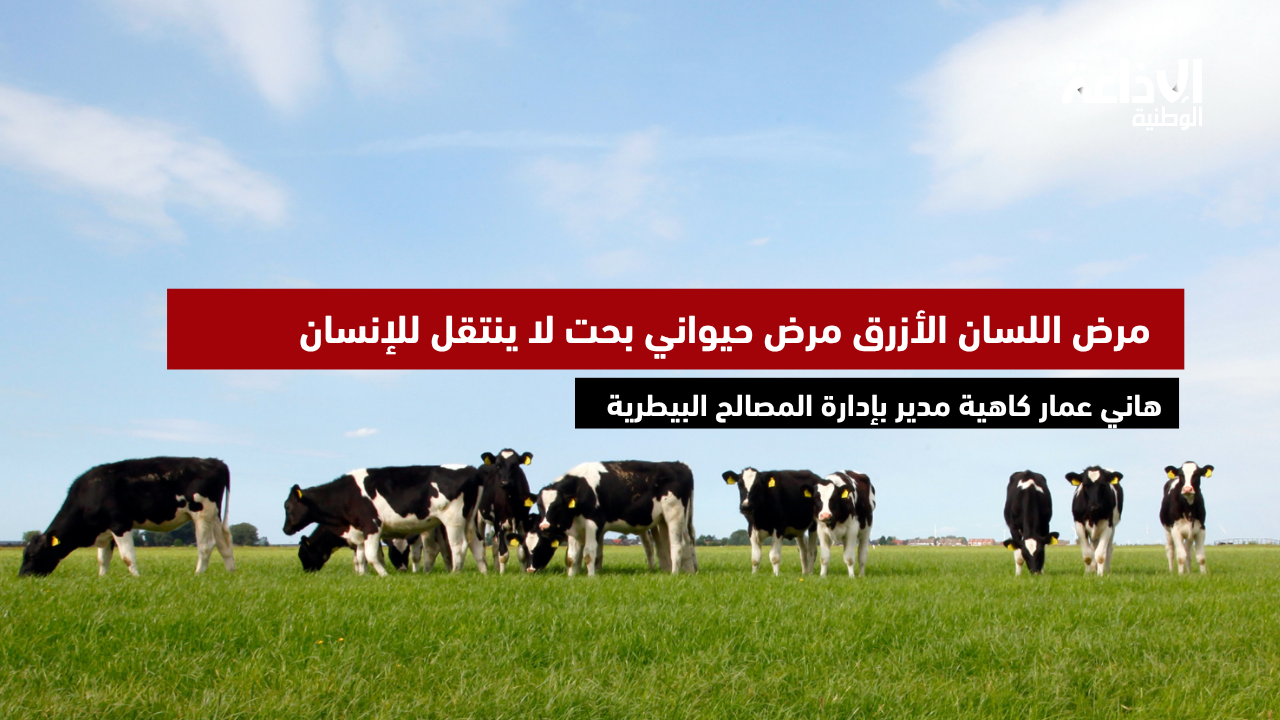كاهية مدير بإدارة المصالح البيطرية يؤكد تسجيل بؤر لمرض اللسان الأزرق