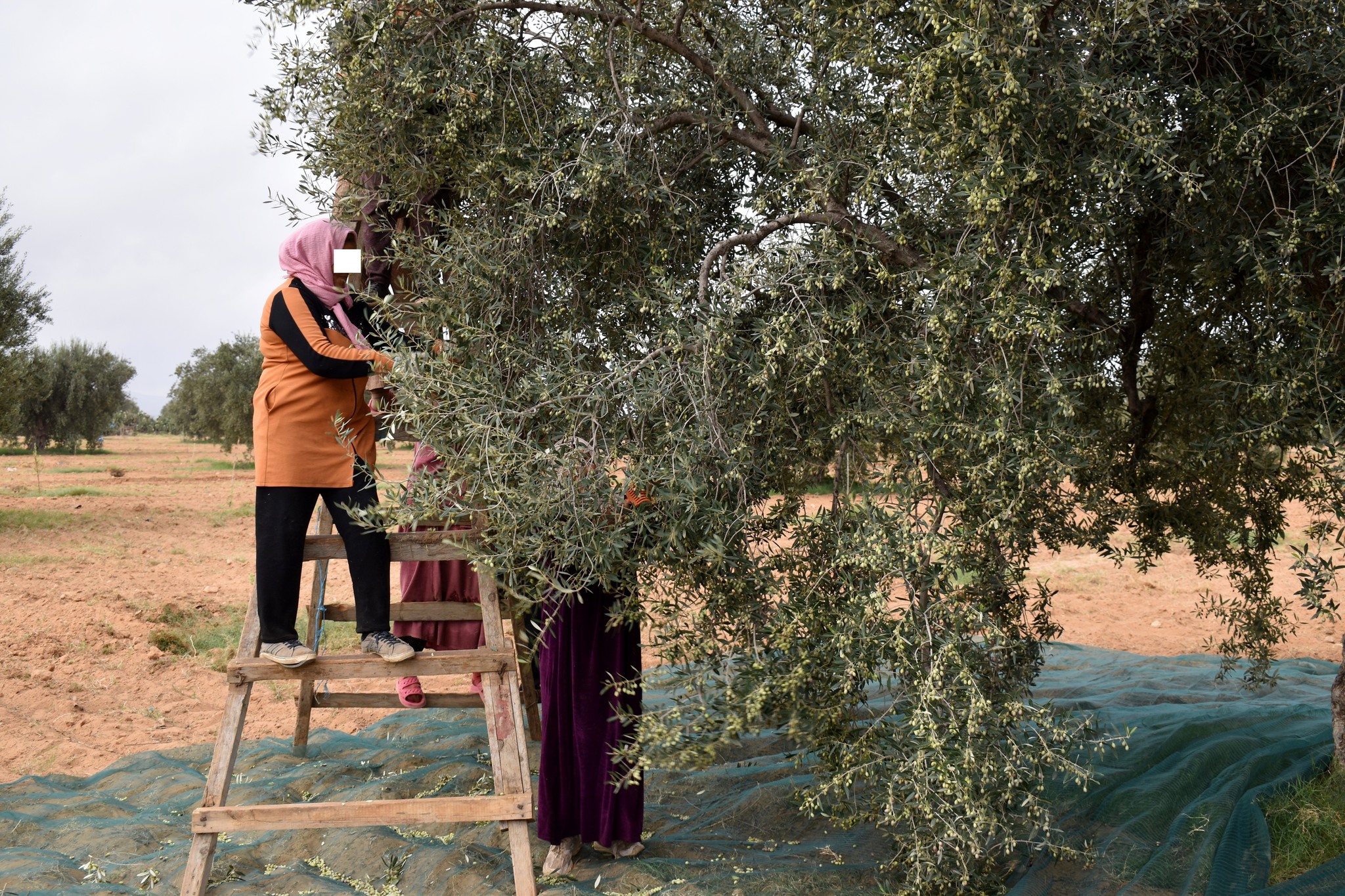  سيدي بوزيد : انطلاق موسم جني الزيتون وسط مؤشرات بتسجيل ارتفاع في الانتاج مقارنة بالموسم الماضي