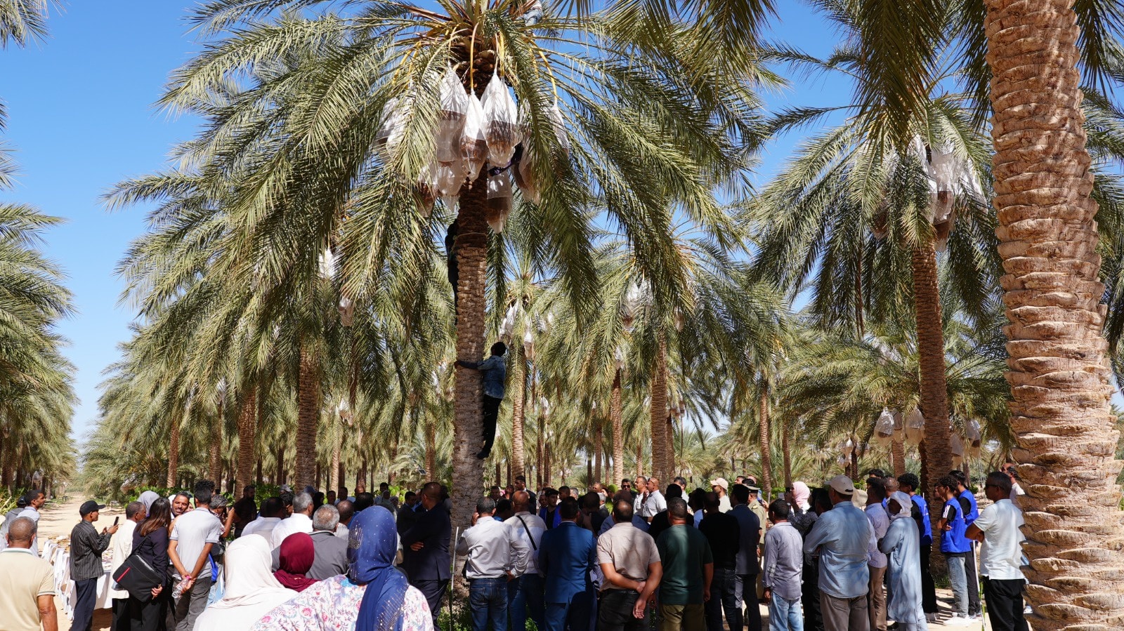 قبلي: وزير الفلاحة يفتتح موسم جني التمور ويؤكد أنه قطاع محرك للنمو ومصدر للعملة الصعبة
