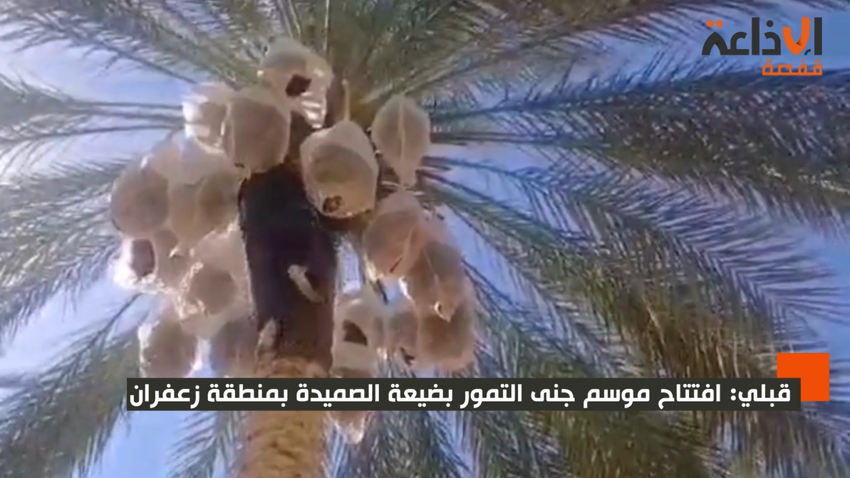 قبلي: افتتاح موسم جنى التمور بضيعة الصميدة بمنطقة زعفران 