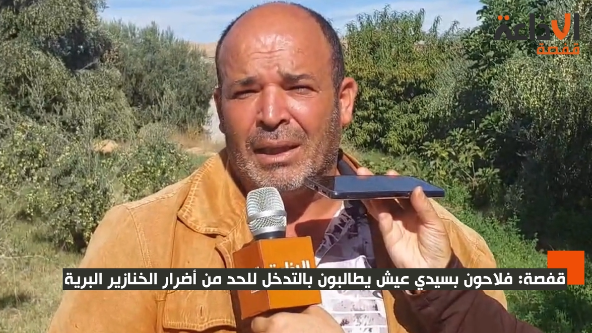 قفصة: اهالي معتمدية سيدي عيش يشتكون من الأضرار الفادحة التي ‏يخلفها  الخنزير البري على محاصيلهم 