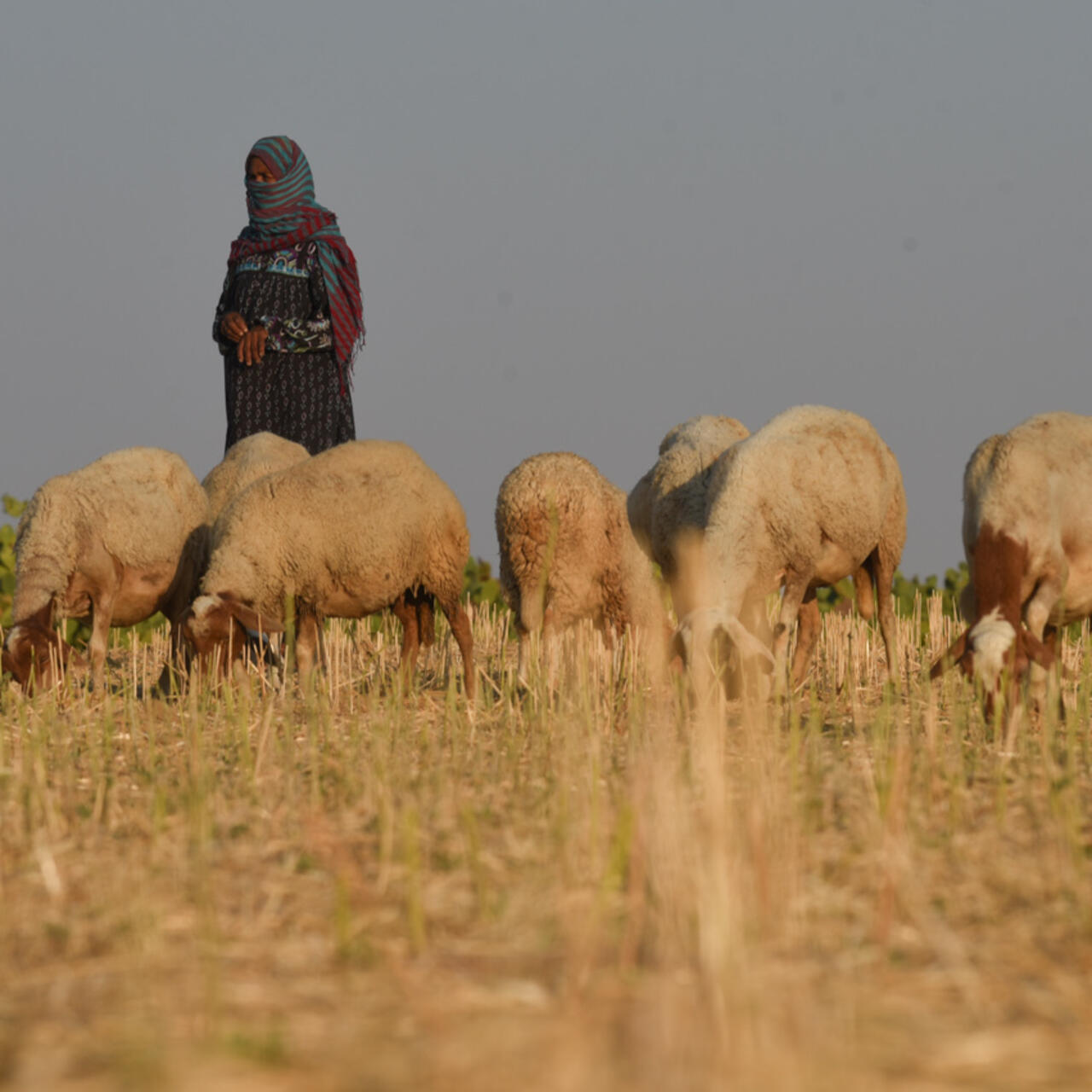 قرار بمنع الرعي المباشر وغير المباشر بالمياه المغدقة المعالجة وحجز المواشي في حال تواجدها
