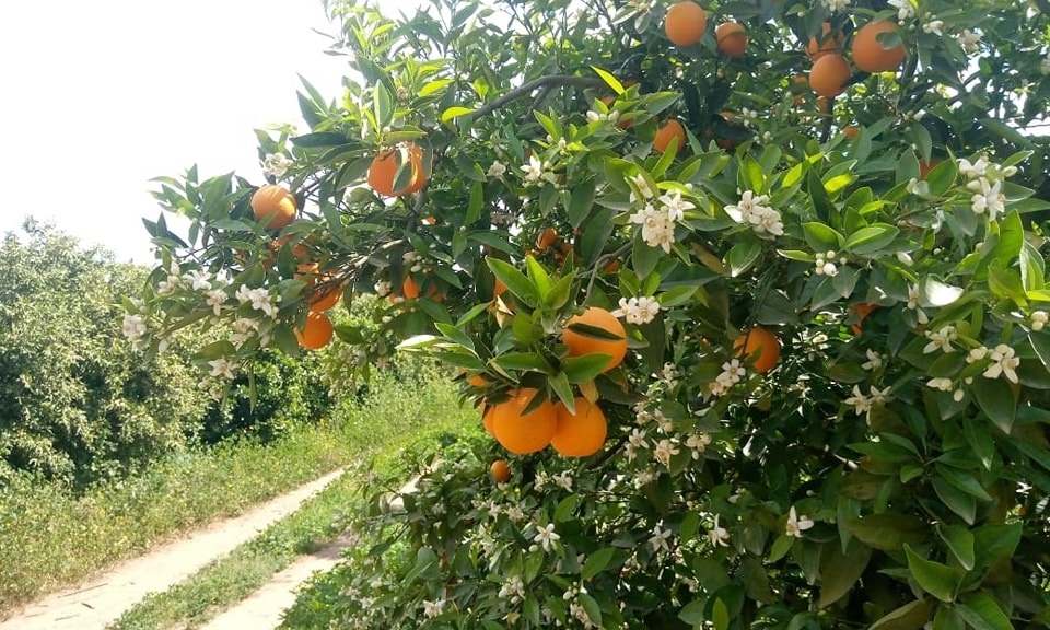 نابل: توقعات أولية بإنتاج القوارص في حدود 270 ألف طن ودعوة لاتخاذ إجراءات لتيسير عملية ترويج المنتوج