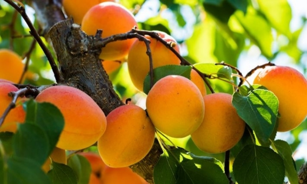 نابل: توقعات أولية بإنتاج القوارص في حدود 270 ألف طن ودعوة لاتخاذ إجراءات لتيسير عملية ترويج المنتوج