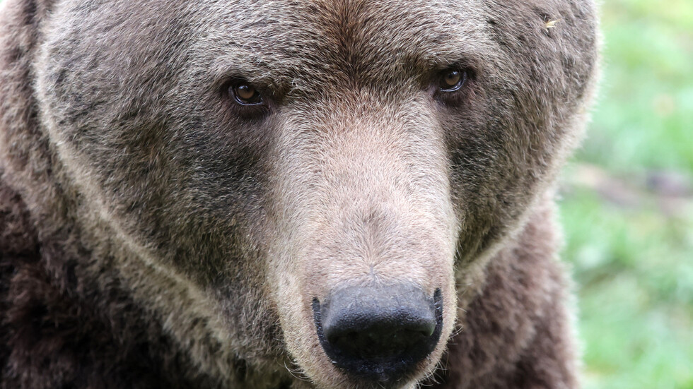 بعد تزايد هجمات الدببة مدينة يابانية تطلب مساعدة الجيش