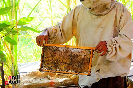 جمعية احباء البلفدير تنظم لقاءً حول العسل والنحل يوم السبت غرة نوفمبر 2025