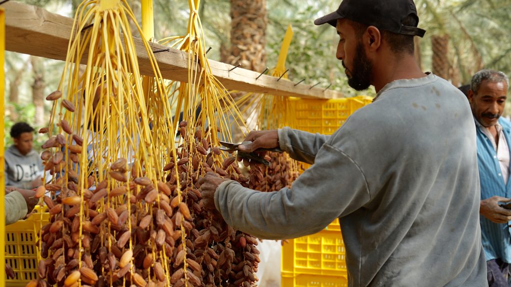 Ibrahim Khlifa : “La Tunisie reste une référence mondiale pour la Deglet Nour”
