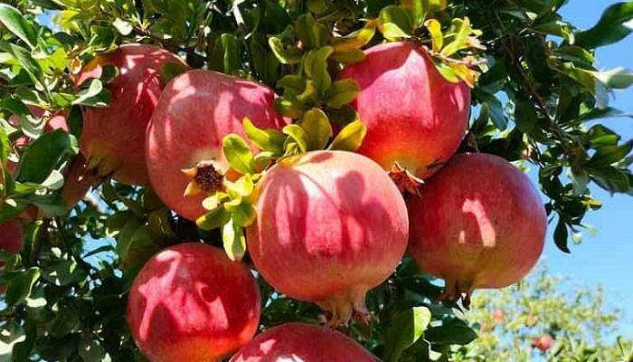 باجة: غدا انطلاق الدورة التاسعة لمهرجان الرمان بتستور 