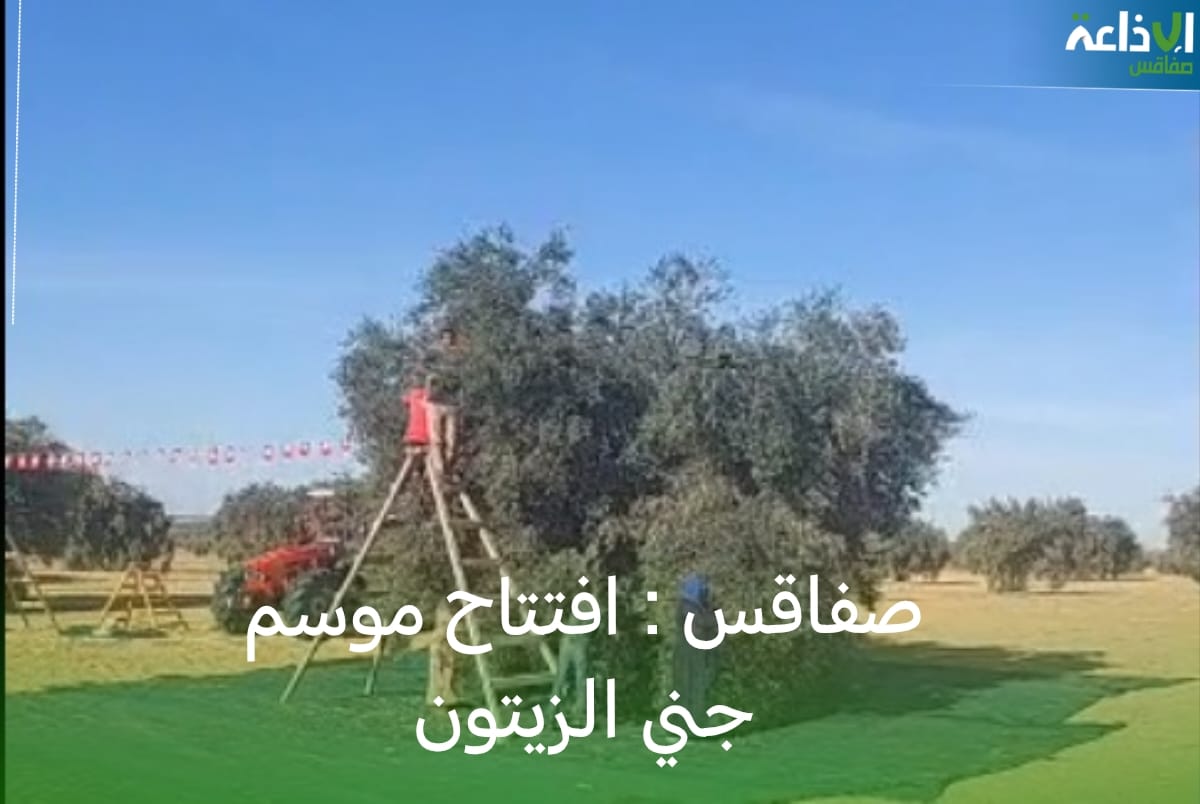 صفاقس : اليوم افتتاح موسم جني الزيتون  وسط توقعات بصابة قياسية تتجاوز الخمسمائة  ألف طن