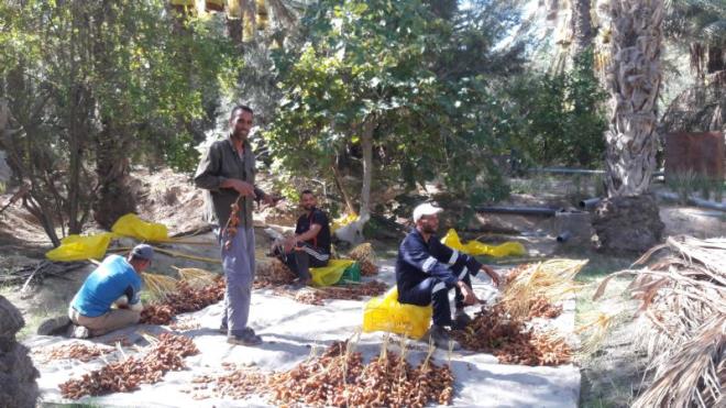 قبلي: توقف عدد من فلاحي منطقة جمنة عن جني تمورهم بسبب تخفيض اسعار قبول دقلة النور من طرف عدد من المجمعين