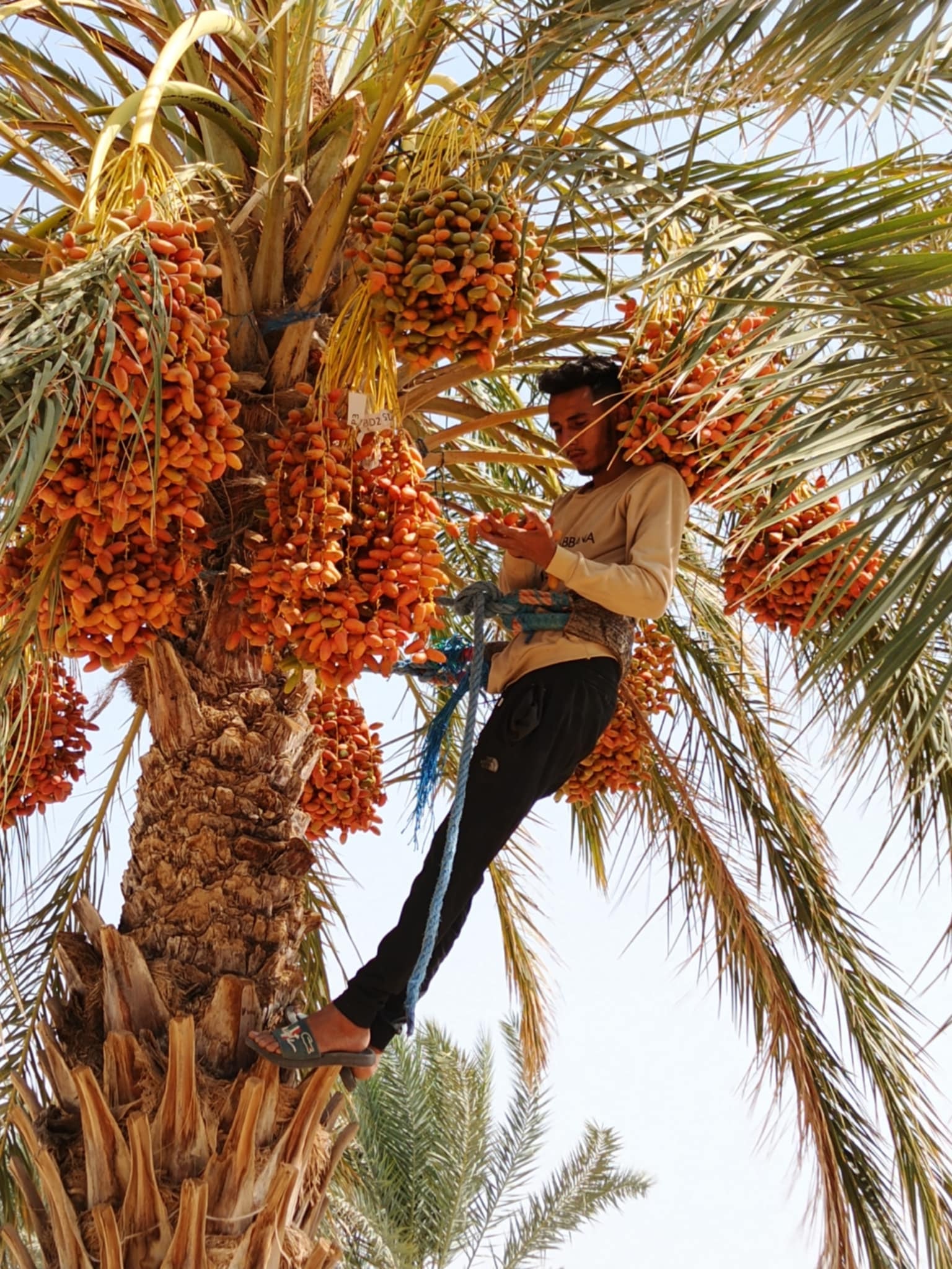 عدد من الفلاحين بمنطقة جمنة من معتمدية قبلي الجنوبية يستاؤون من  تحفيض مجمعي التمور في ثمن قبول دقلة النور  