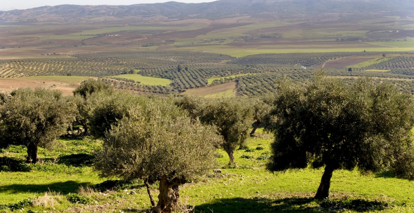 تقديرات بإنتاج 80 ألف طن: انطلاق موسم جني وتحويل الزيتون بزغوان
