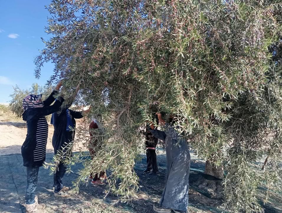 قابس: انطلاق موسم جني الزيتون من ضيعة فلاحية بليماوة