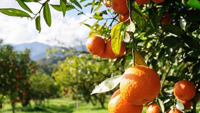 اتحاد الفلاحة بنابل: موسم القوارص يُواجه تهديدات حقيقيّة ويجب اتّخاذ إجراءات استثنائيّة