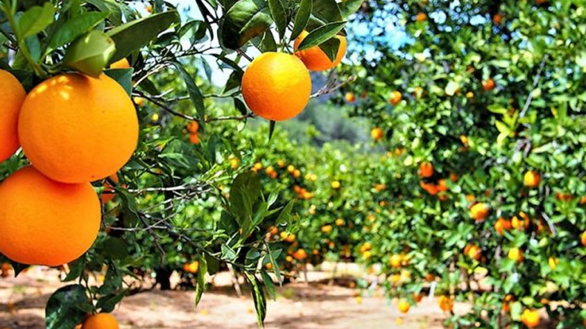 نابل: موسم القوارص يواجه تهديدات حقيقية ويجب اتخاذ إجراءات استثنائية لتسهيل ترويج الصابة