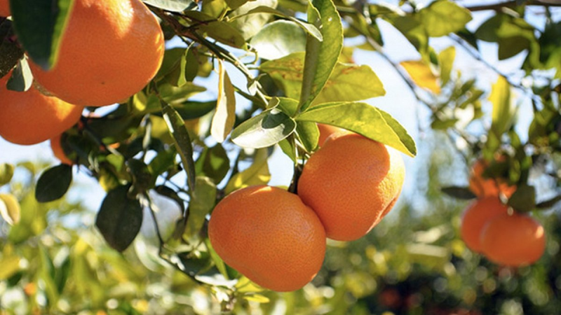 نابل: موسم القوارص يواجه تهديدات حقيقية ويجب اتخاذ إجراءات استثنائية لتسهيل ترويج الصابة