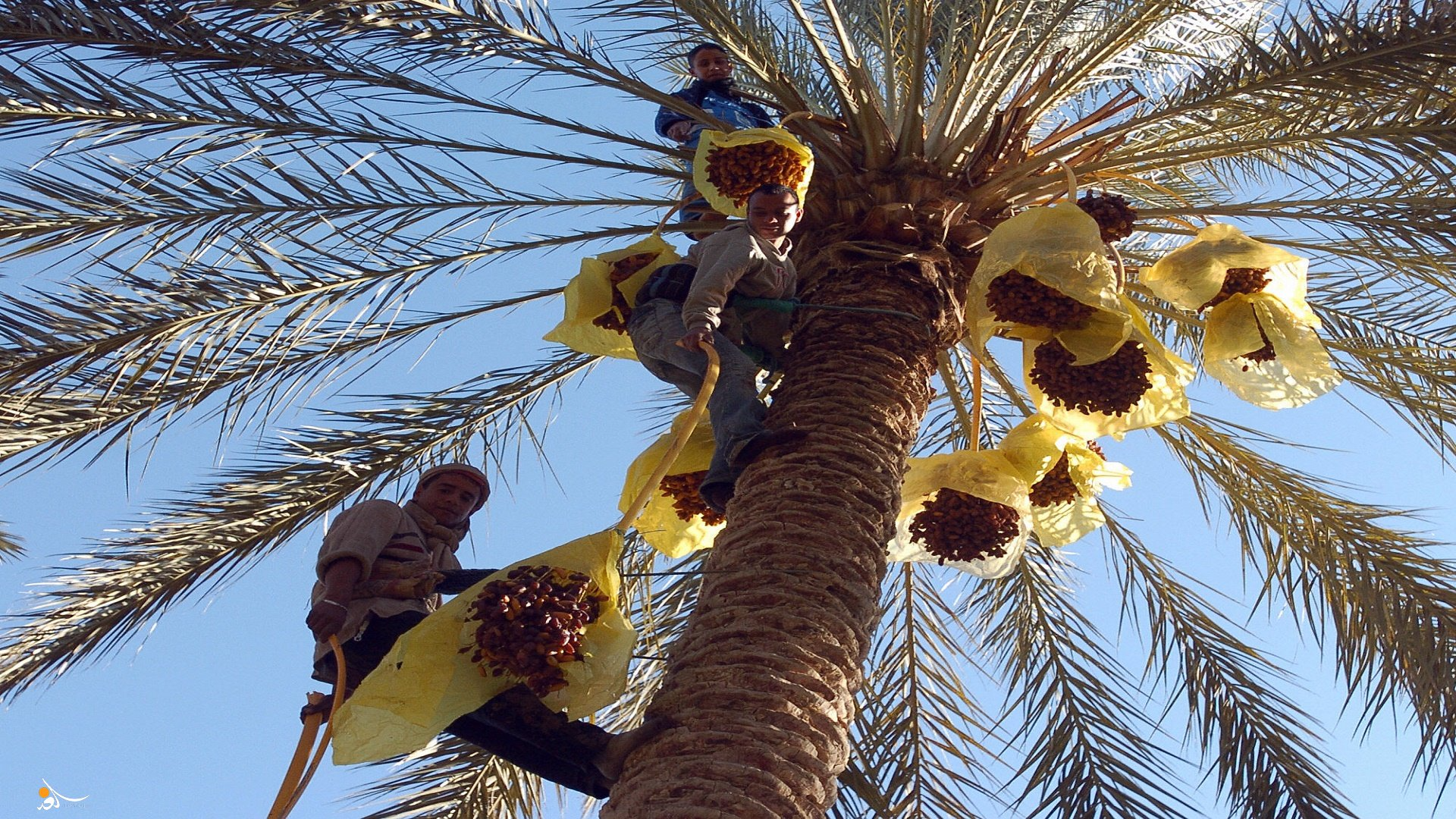 قبلي: أهالي جمنة يتشاورون حول سبل الضغط على مجمعي التمور لإعادة اعتماد تسعيرة قبول دقلة النور المحدّدة من المجمع المهني المشترك