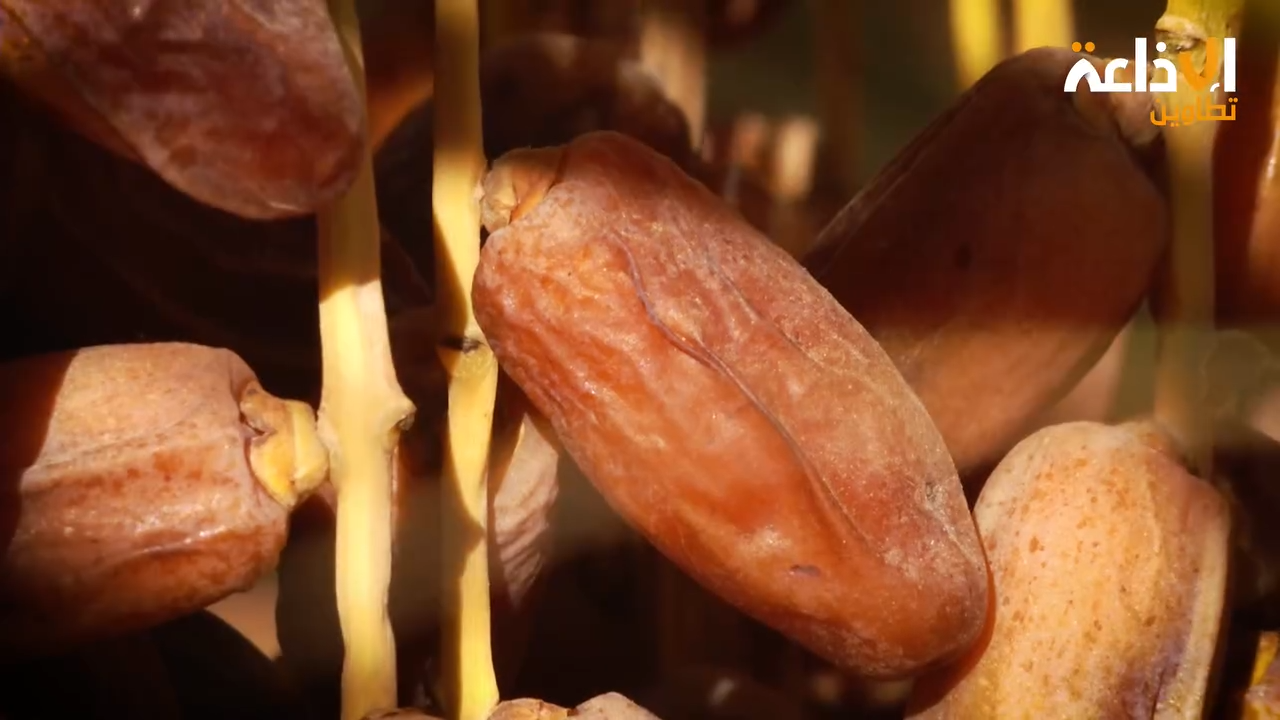 قبلي: أهالي جمنة يتشاورون حول سبل الضغط على مجمعي التمور لإعادة اعتماد تسعيرة قبول دقلة النور المحدّدة من المجمع المهني المشترك