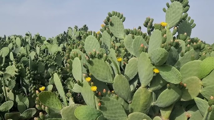 القصرين: مشاريع واعدة لتثمين "سُلطان الغلّة" رغم تهديد الحشرة القرمزيّة