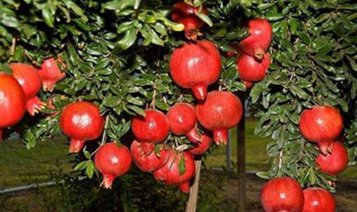 قابس: صابة الرمان للموسم الحالي تشهد رواجا كبيرا بمختلف الأسواق التونسية وبالسوق الليبية