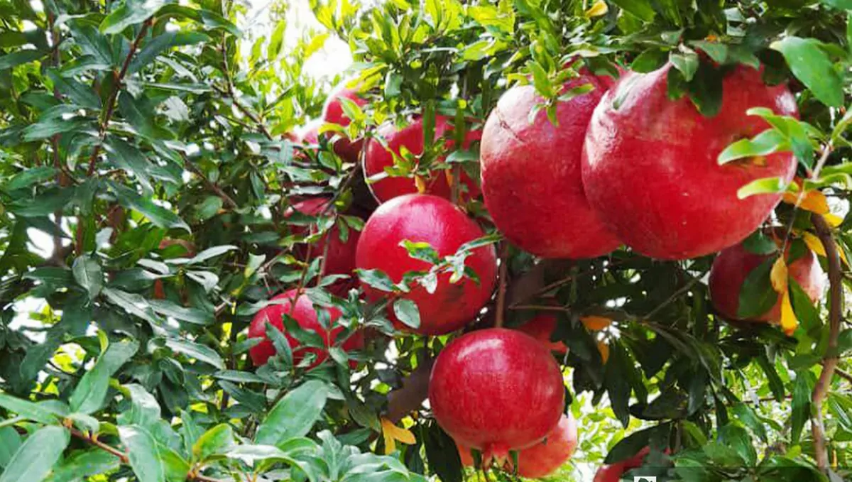 قابس: صابة الرمان للموسم الحالي تشهد رواجا كبيرا بمختلف الأسواق التونسية وبالسوق الليبية 