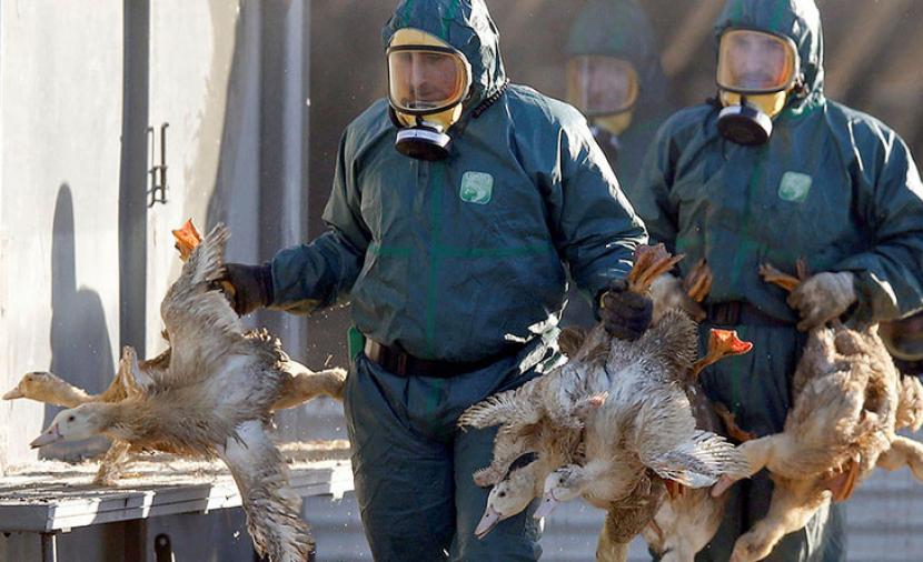 إعدام ما يقرب من مليون طائر في ألمانيا بسبب تفشي إنفلونزا الطيور