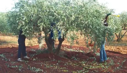 Campagne oléicole : les producteurs du Nord-Ouest inquiets face au manque de main-d’œuvre et à l’incertitude des prix