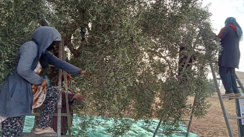 ّالمهدية: إعطاء إشارة انطلاق موسم جني وتحويل الزيتون وسط تقديرات بإنتاج 140 ألف طن.