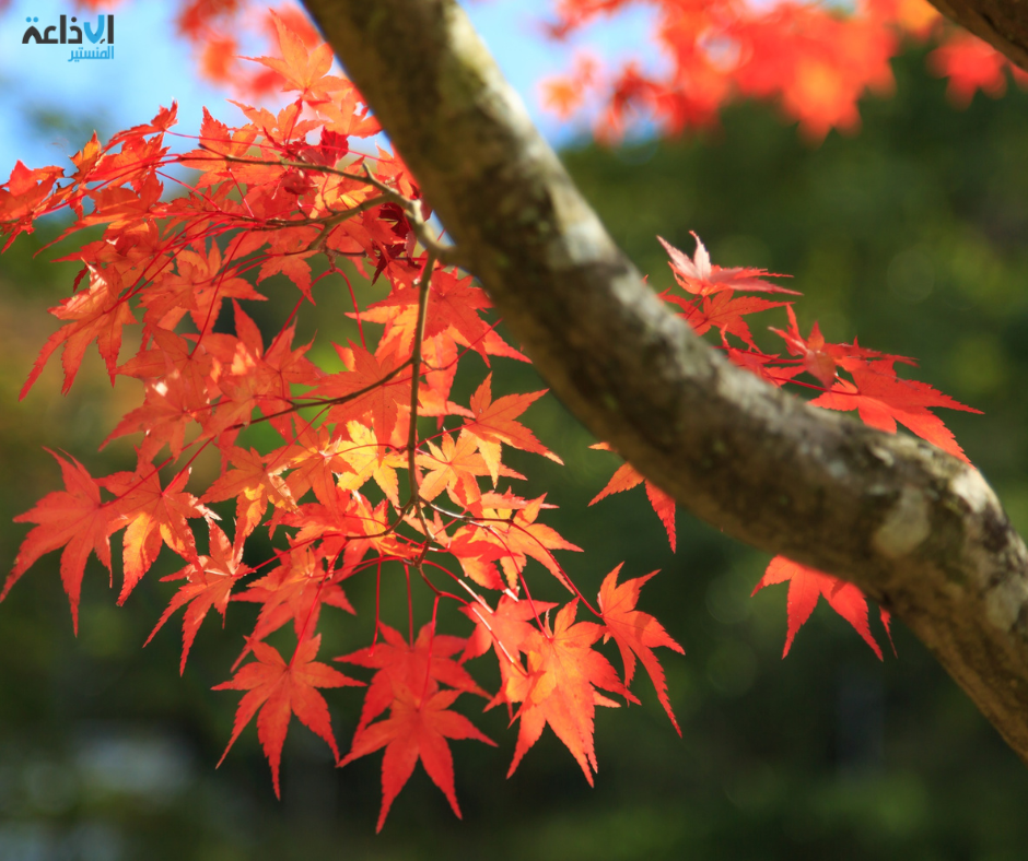 سماء مغشاة بسحب عابرة على كامل البلاد الإربعاء