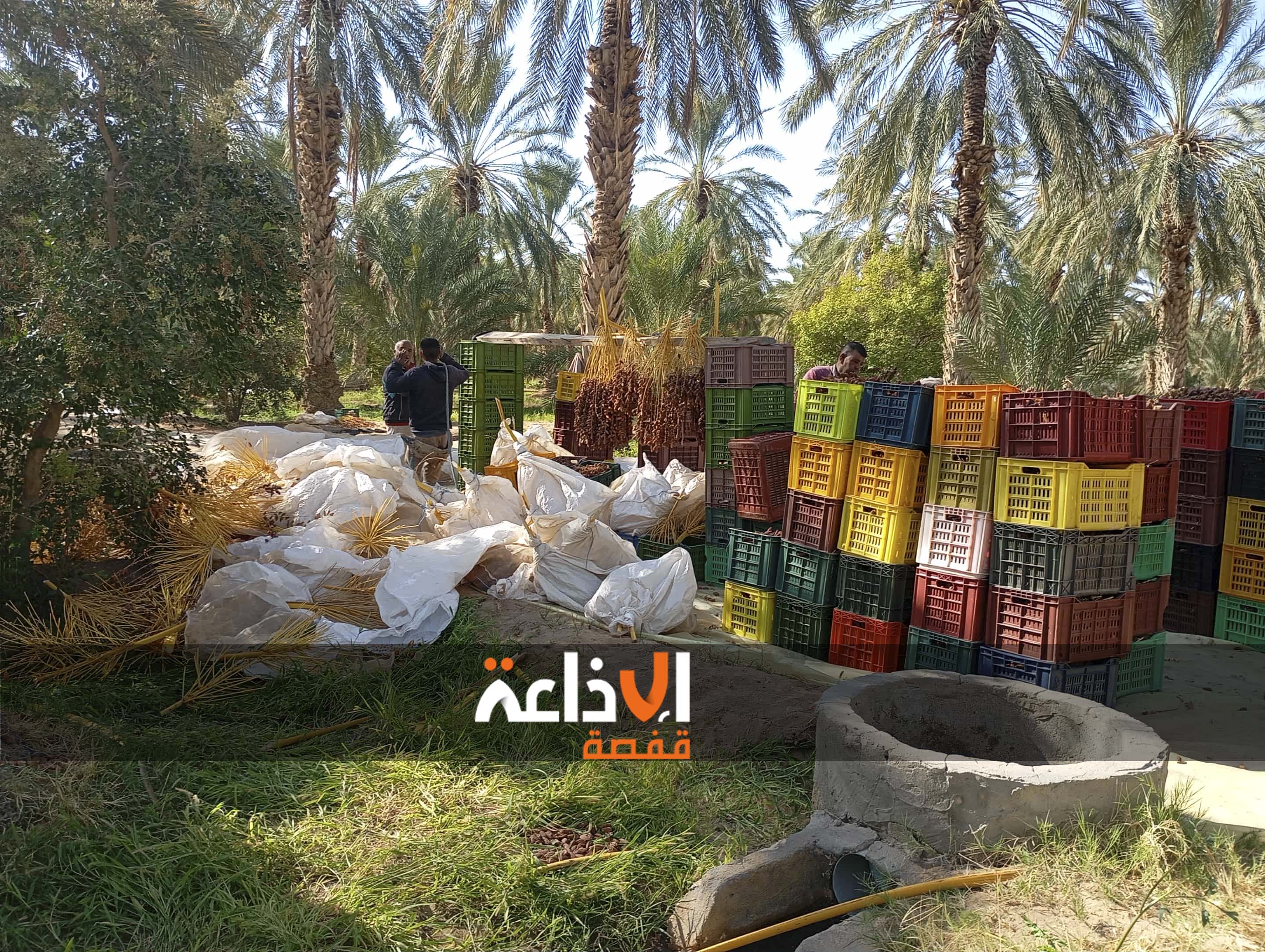 توزر : عملية جني التمور بواحات مجمع التنمية الذراع الجنوبي بنفطة تشارف على الانتهاء 