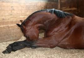 ميدان سباق الخيل بقصر السعيد: التمديد في إجراءات الحجر الصحي بعد إصابات بفيروس الالتهاب الرئوي الخيلي