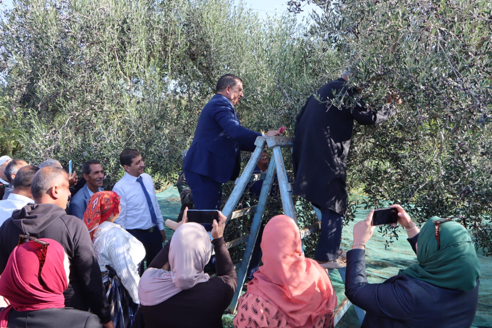 الانطلاق الرسمي لموسم جني الزيتون بولاية المنستير.