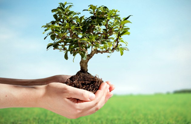 عيد الشجرة: تنظيم يوم للتشجير الأحد القادم بالمنزه 9 بالعاصمة