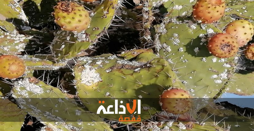 الحشرة القرمزية تجتاح مساحات واسعة من غراسات التين الشوكي بولاية القصرين والفلاحون يتخوفون من اثار سلبية محتملة على الغراسات وتربية الماشية