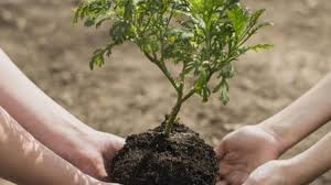 الاحد 9 نوفمبر : تونس تحتفل بالعيد الوطني للشجرة.