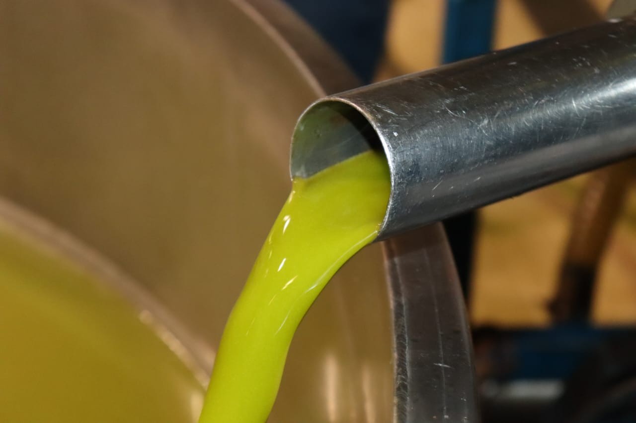 وفد من الخبراء الفلاحيين يزورون القيروان للاطلاع على مراحل جني الزيتون و عصره.