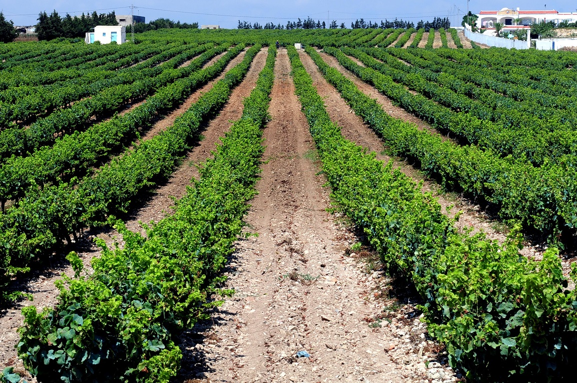 الزراعات "الرملية" في المنطقة الرطبة بغار الملح: نظام فلاحي فريد من نوعه في العالم مهدّد بالإندثار