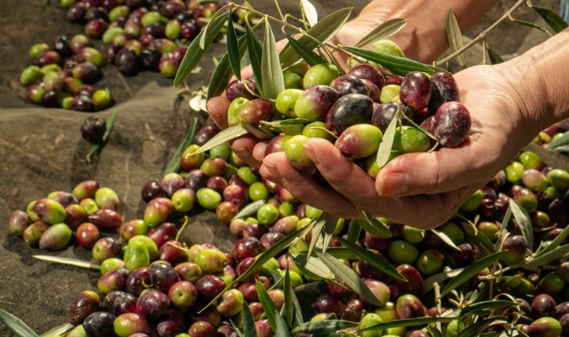 المؤشرات الأولية لموسم الزيتون تتّسم بزيادة ملحوظة في كميات الزيت المنتجة إلى جانب تحسّن جودة الثمار ... و تحديد السعر المرجعي بداية من منتصف نوفمبر الجاري