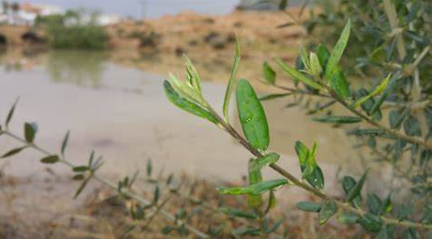 Alerte météo : le ministère de l’Agriculture appelle les agriculteurs à la vigilance face aux fortes pluies