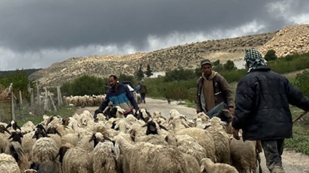 وزارة الفلاحة توصي الفلاحين بأخذ الإحتياطات اللاّزمة لحماية مواشيهم والآلات الفلاحيّة والتّجهيزات تبعا للتقلبات الجوية اليوم الجمعة