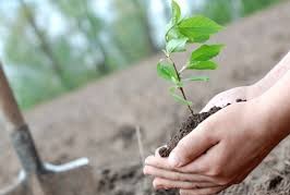 دائرة الغابات بالكاف توفر قرابة مائة و سبعة عشر الف شتلة ببمناسبة العيد الوطني للشجرة