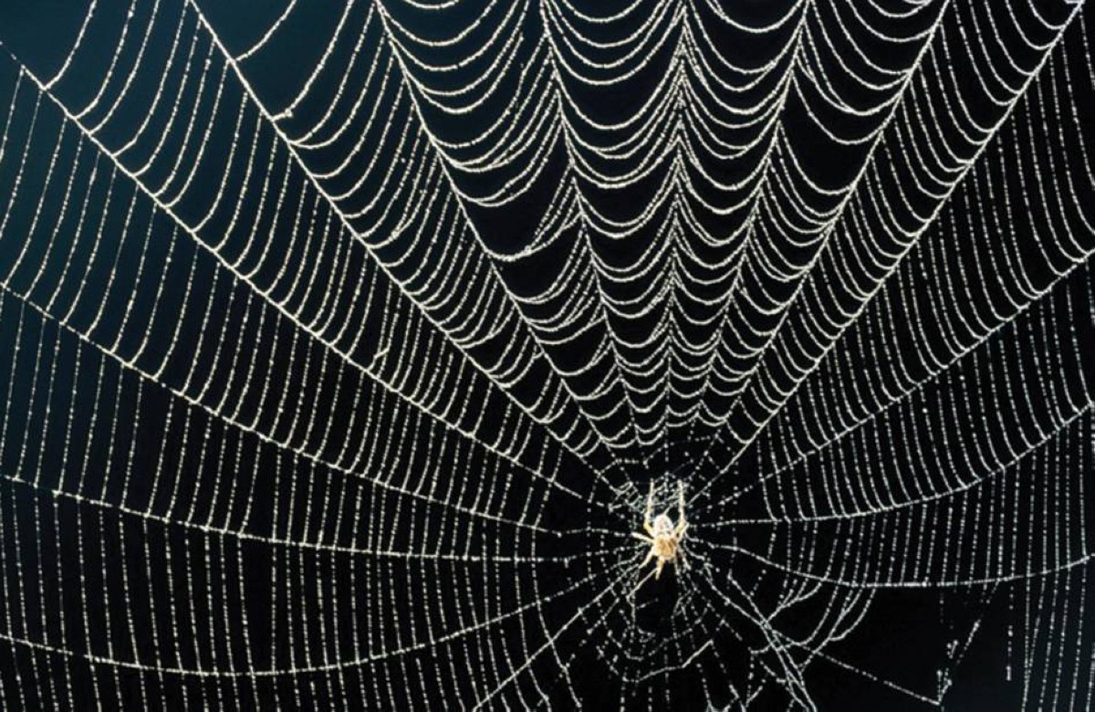 اكتشاف أكبر شبكة عنكبوتية تضم أكثر من 110 آلاف عنكبوت على الحدود بين ألبانيا واليونان