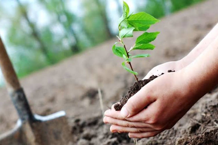 احتفاءً بالعيد الوطني للشجرة: حملة وطنية للتشجير وبرمجة غراسة 8 ملايين شتلة