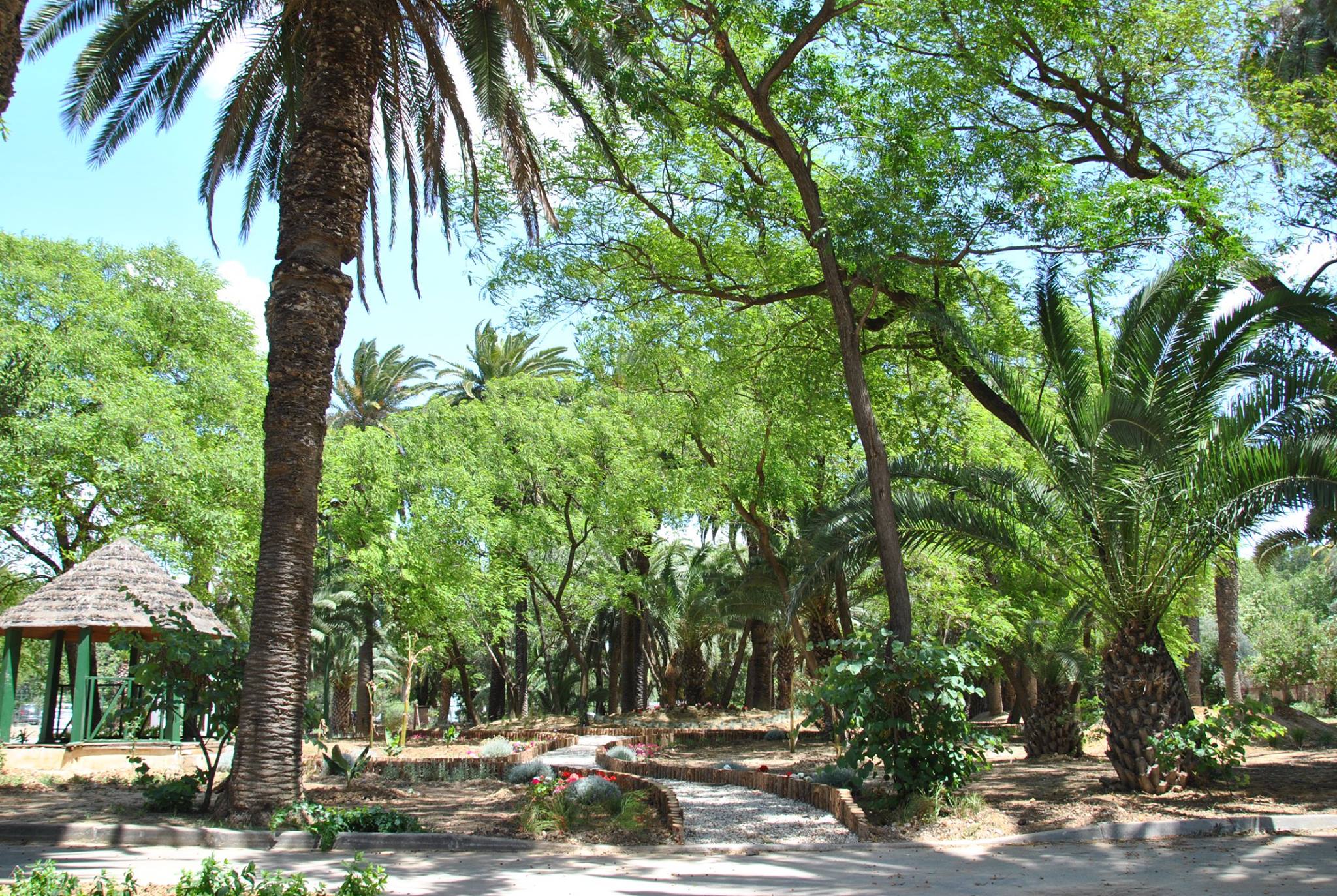 جمعية احباء البلفيدير في عيد الشجرة : حملة لزراعة شجرة الخروب والاحد المقبل دعوة مفتوحة لكل مواطن لزرع شجرته الخاصة وتبنيها