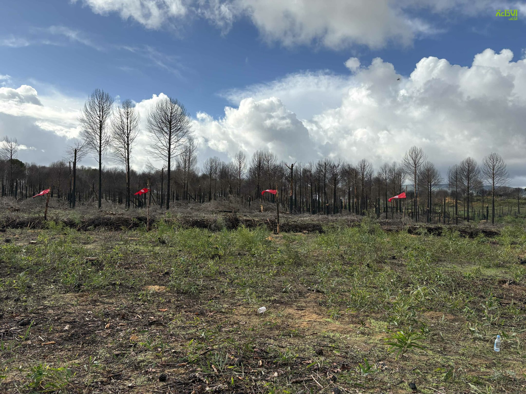 بمناسبة الاحتفال بالعيد الوطني للشجرة اليوم اعطاء اشارة انطلاق الحملة الوطنية للتشجير لتتواصل الى غاية موفى شهر مارس القادم