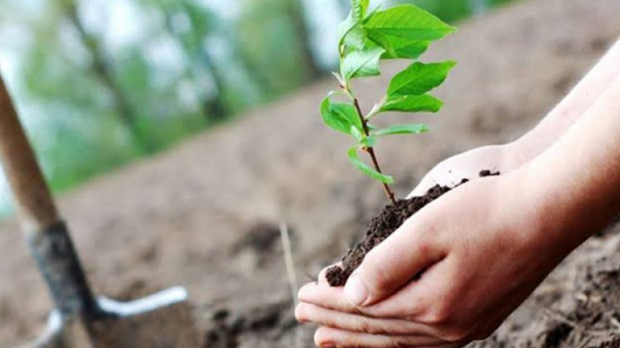 تونس تحتفي بالعيد الوطني للشجرة في ضوء جهود تشاركية لرفع نسبة الغطاء الغابي وحماية التنوع البيولوجي بالبلاد