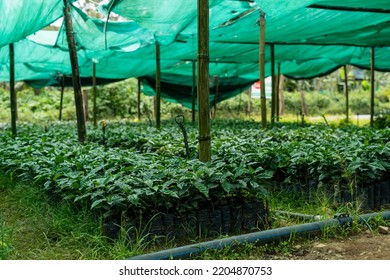 منوبة: برمجة تهيئة منبت نموذجي ببرج العامري